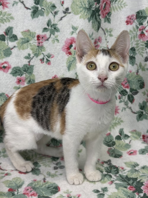 picture of the cat needing adoption
