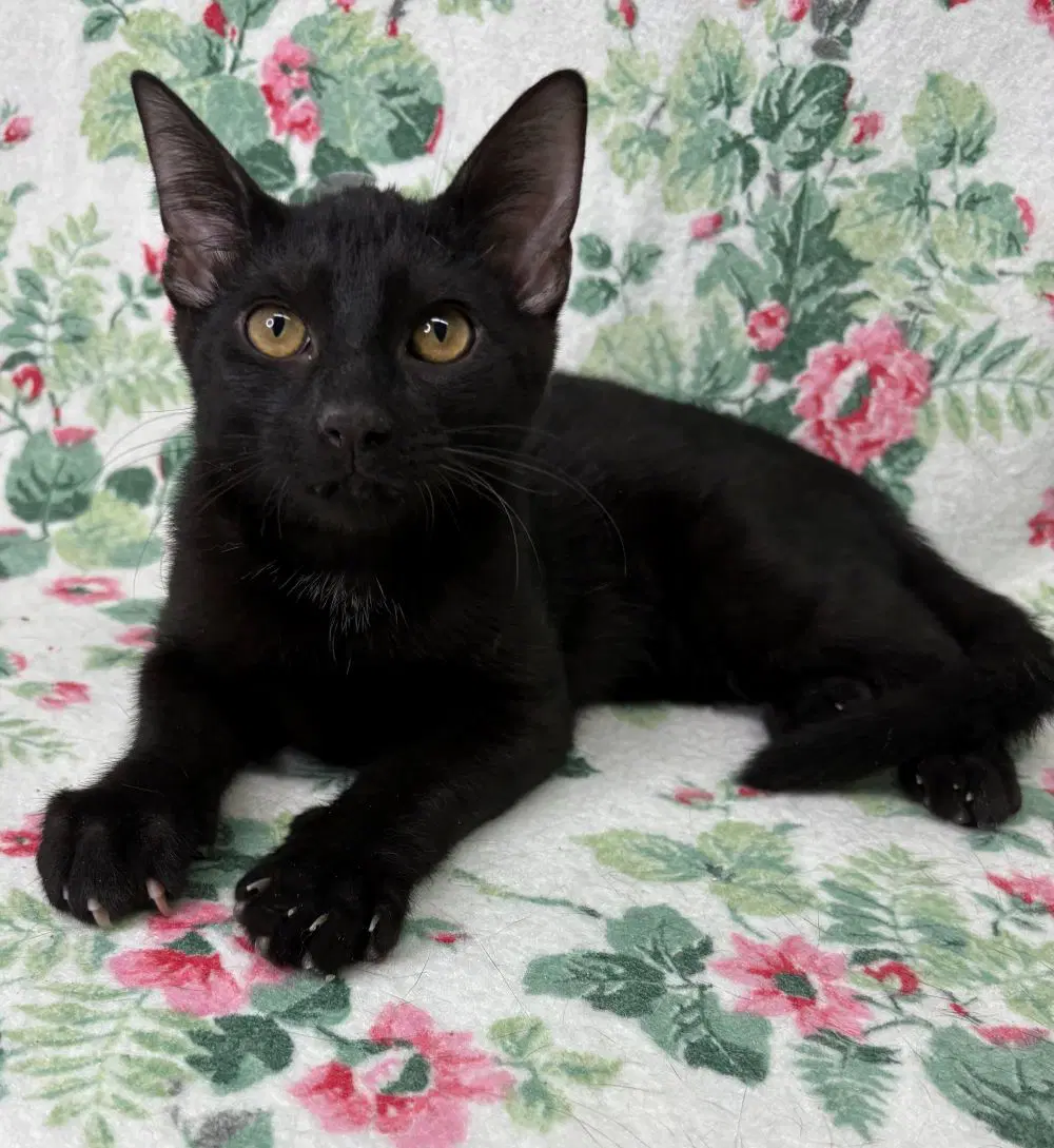 Carlos - Domestic Short Hair