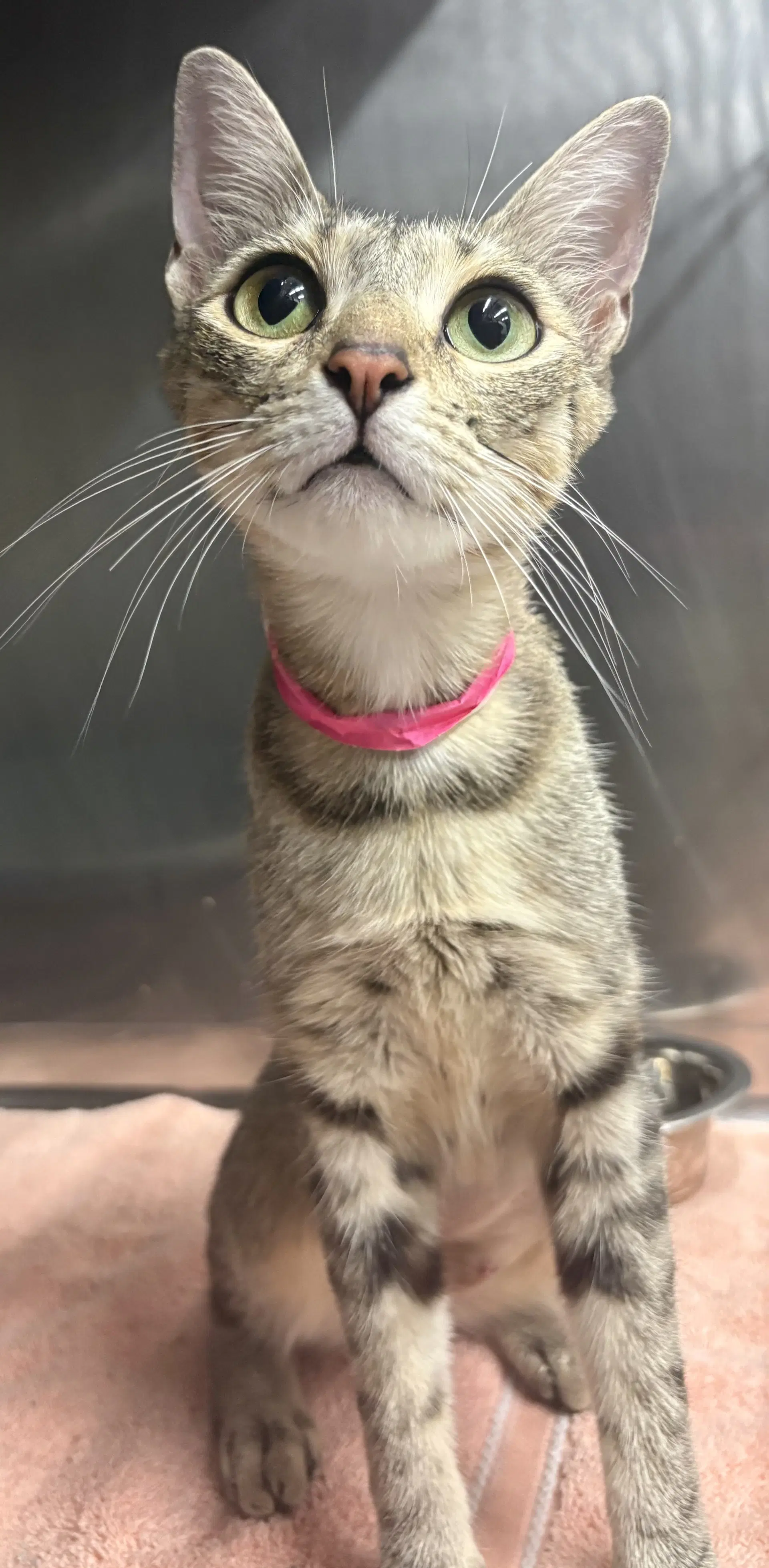 Scooter - Domestic Short Hair