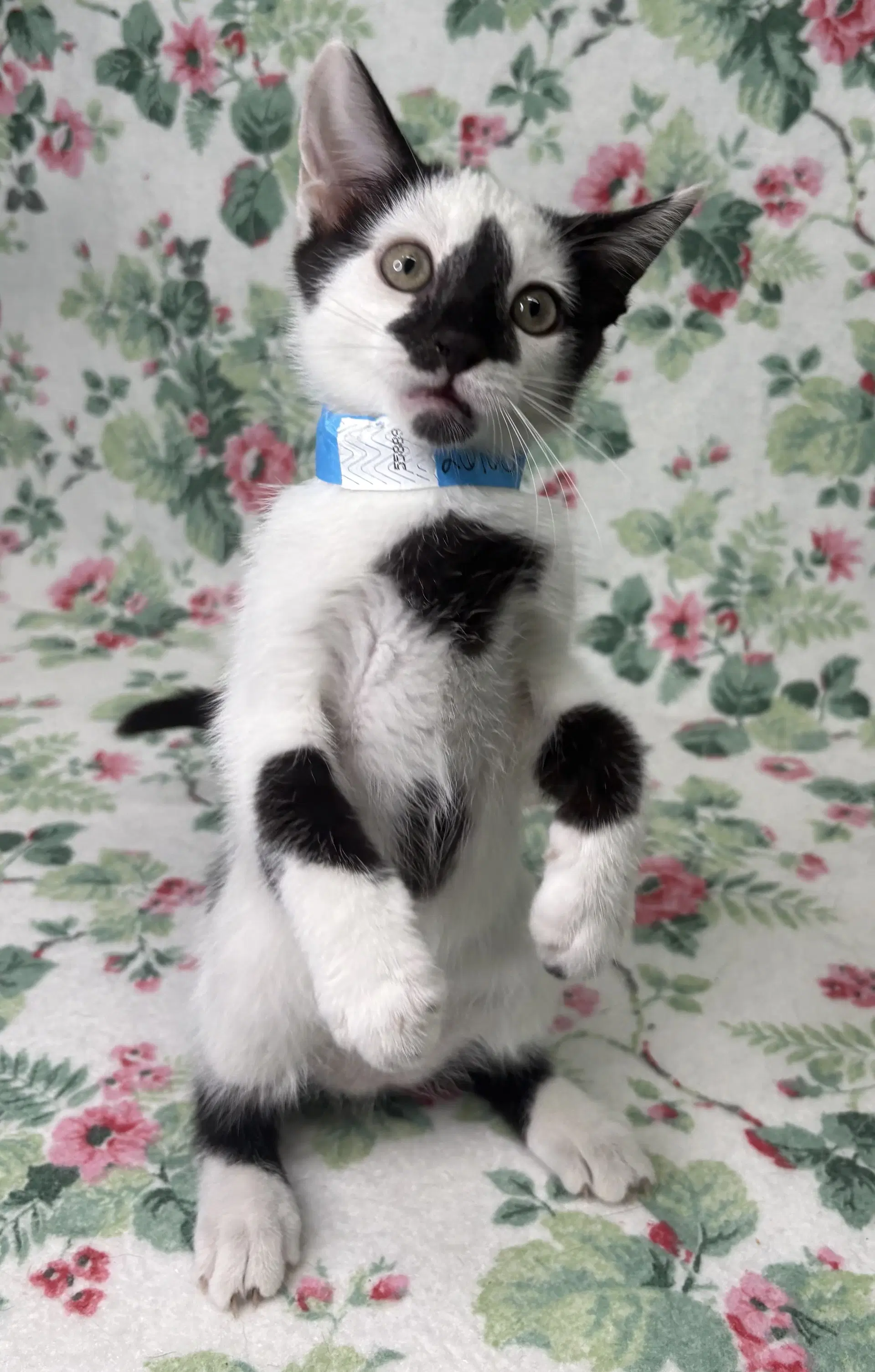 Panda Bear - Domestic Short Hair