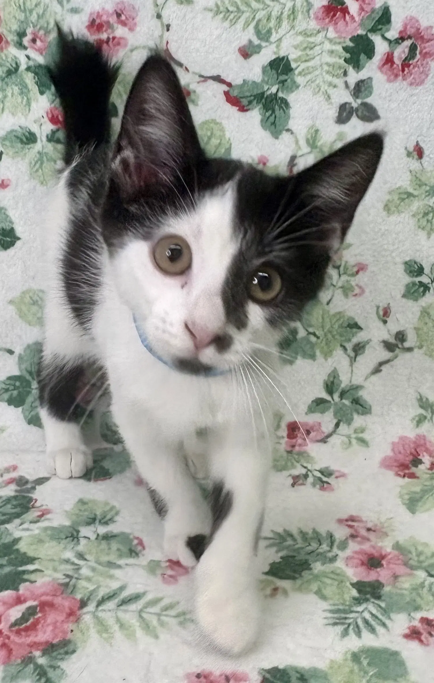 Billy Goat - Domestic Short Hair