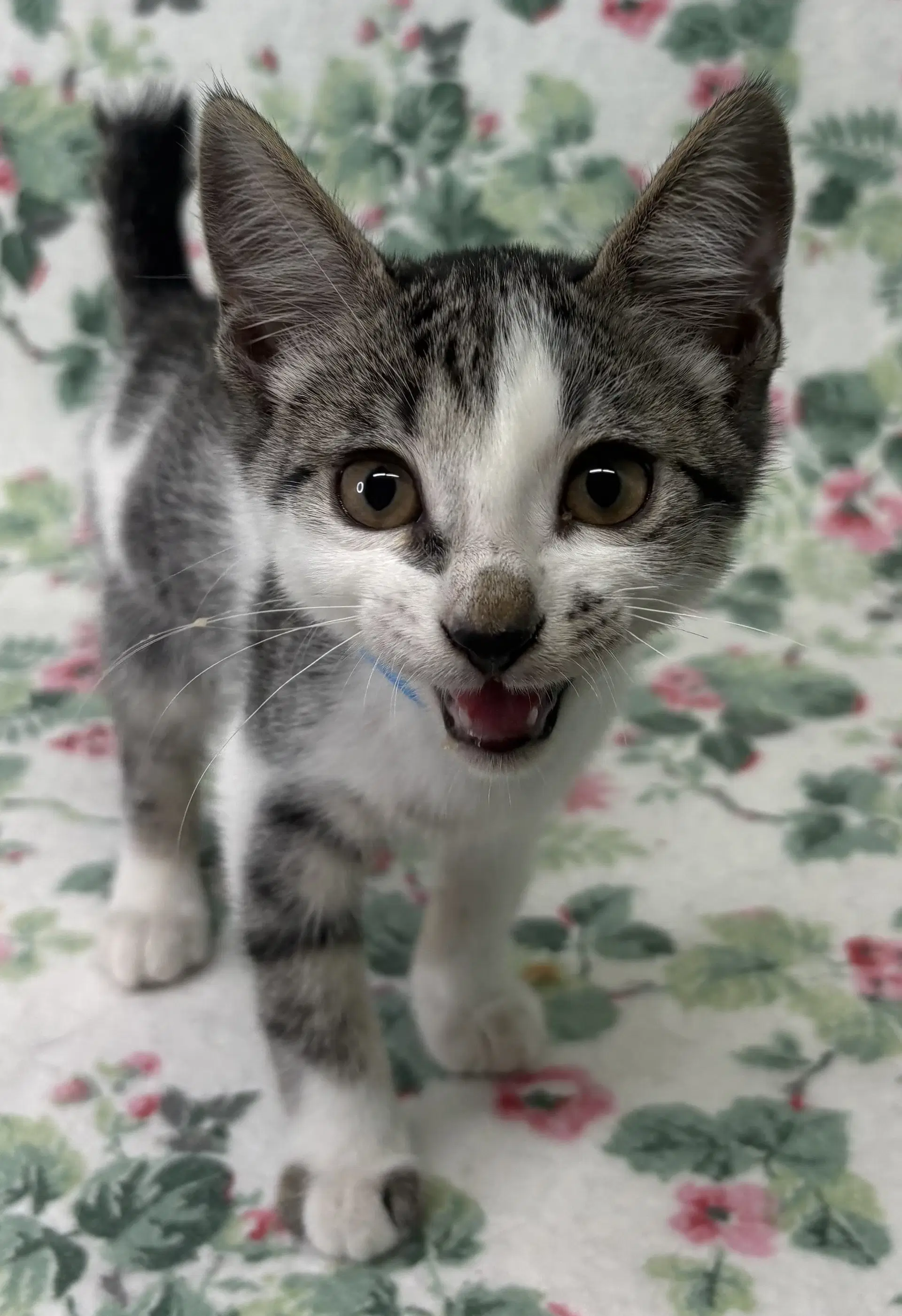 Piglet - Domestic Short Hair