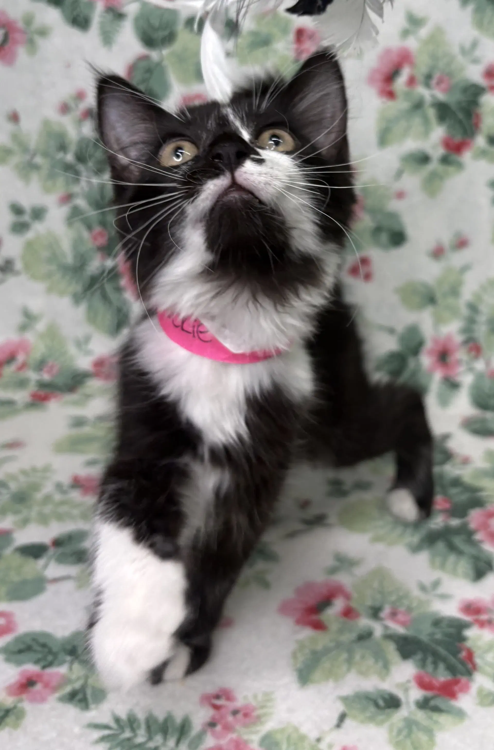 Chickie - Domestic Short Hair