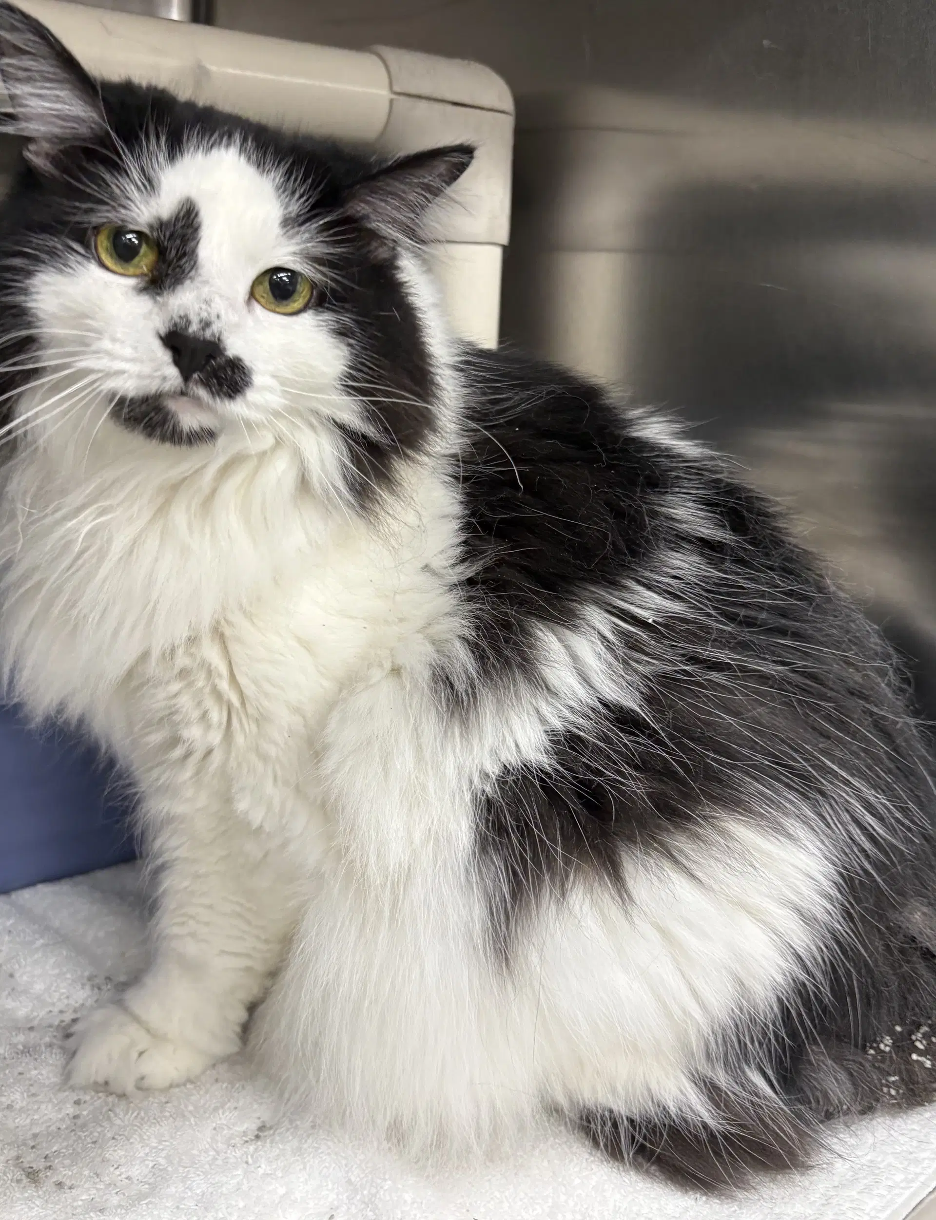 Gigi - Domestic Long Hair