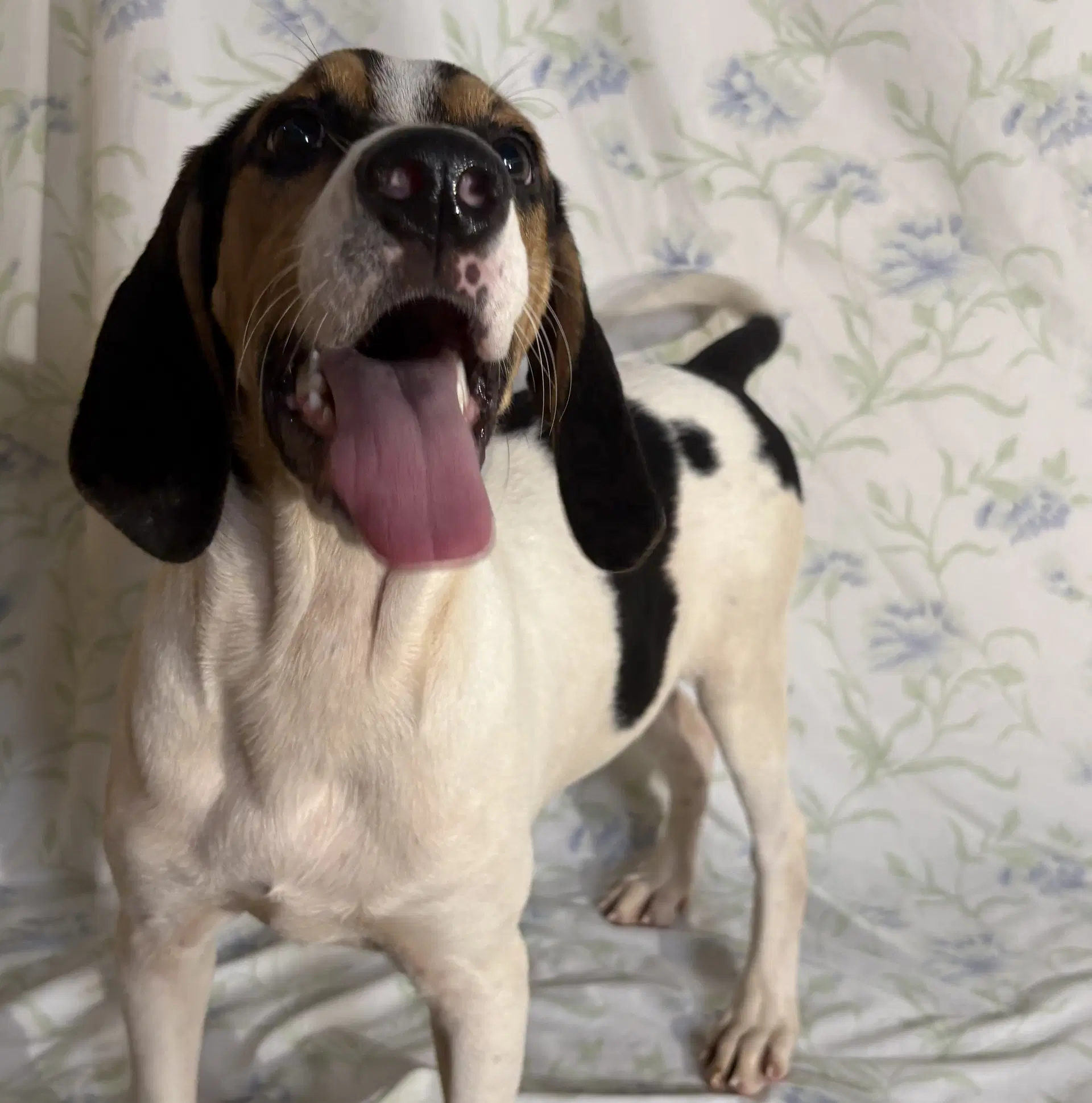 Copeland - Hound