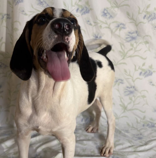 260971 Copeland, a dog for adoption from The Humane Society of Elmore County