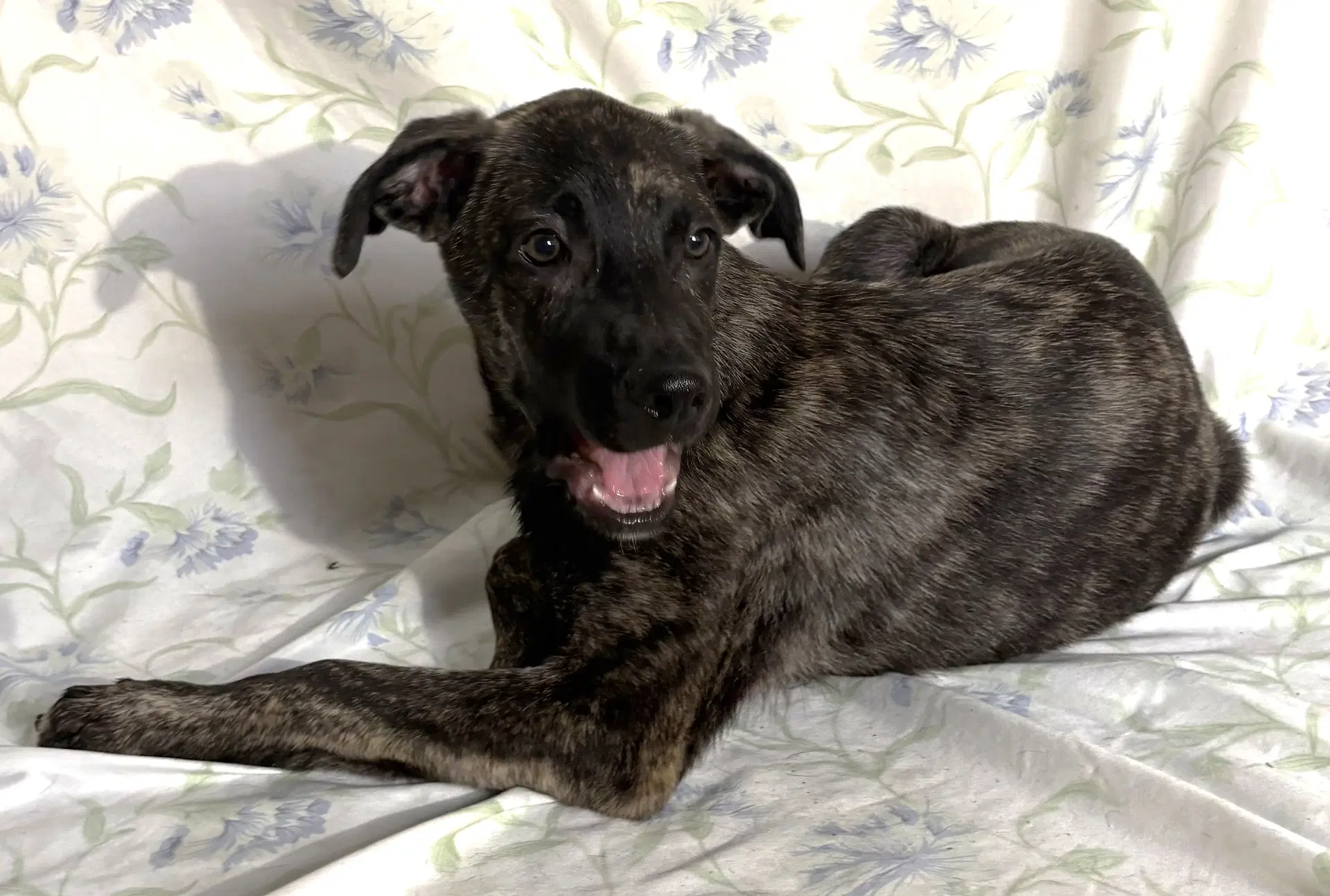 Frank - Catahoula Leopard Dog