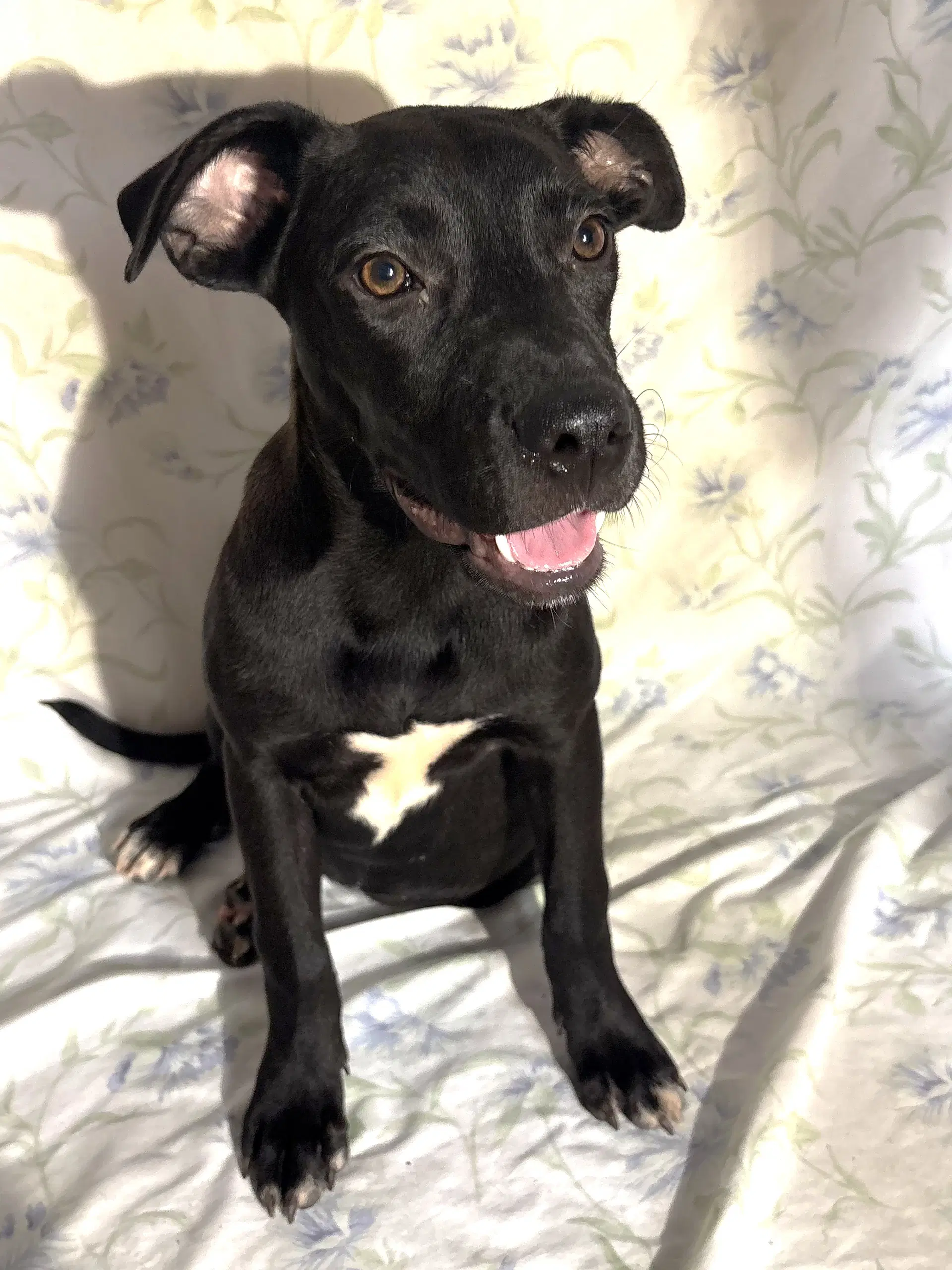 Midnight - Labrador Retriever