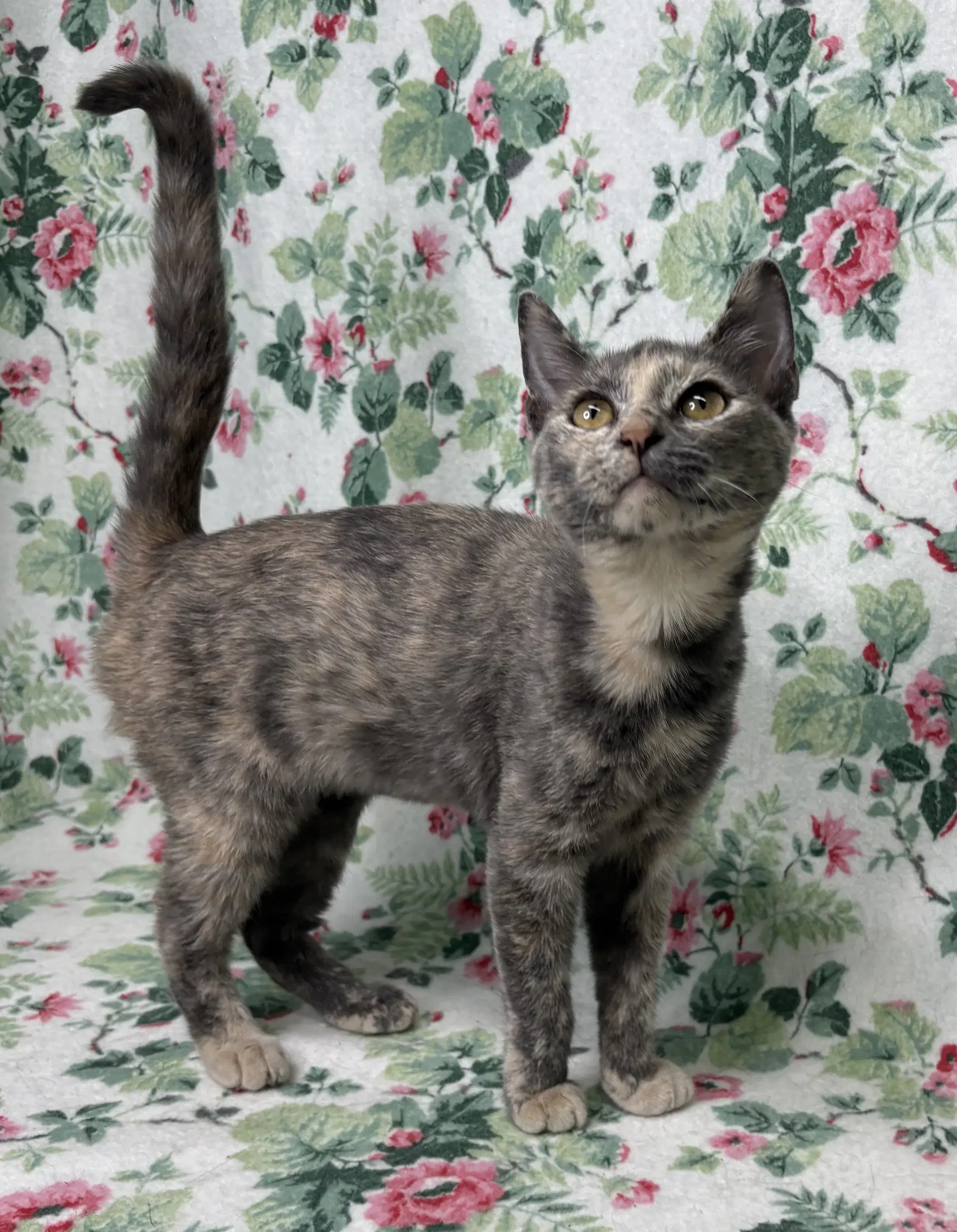 Possum - Domestic Short Hair