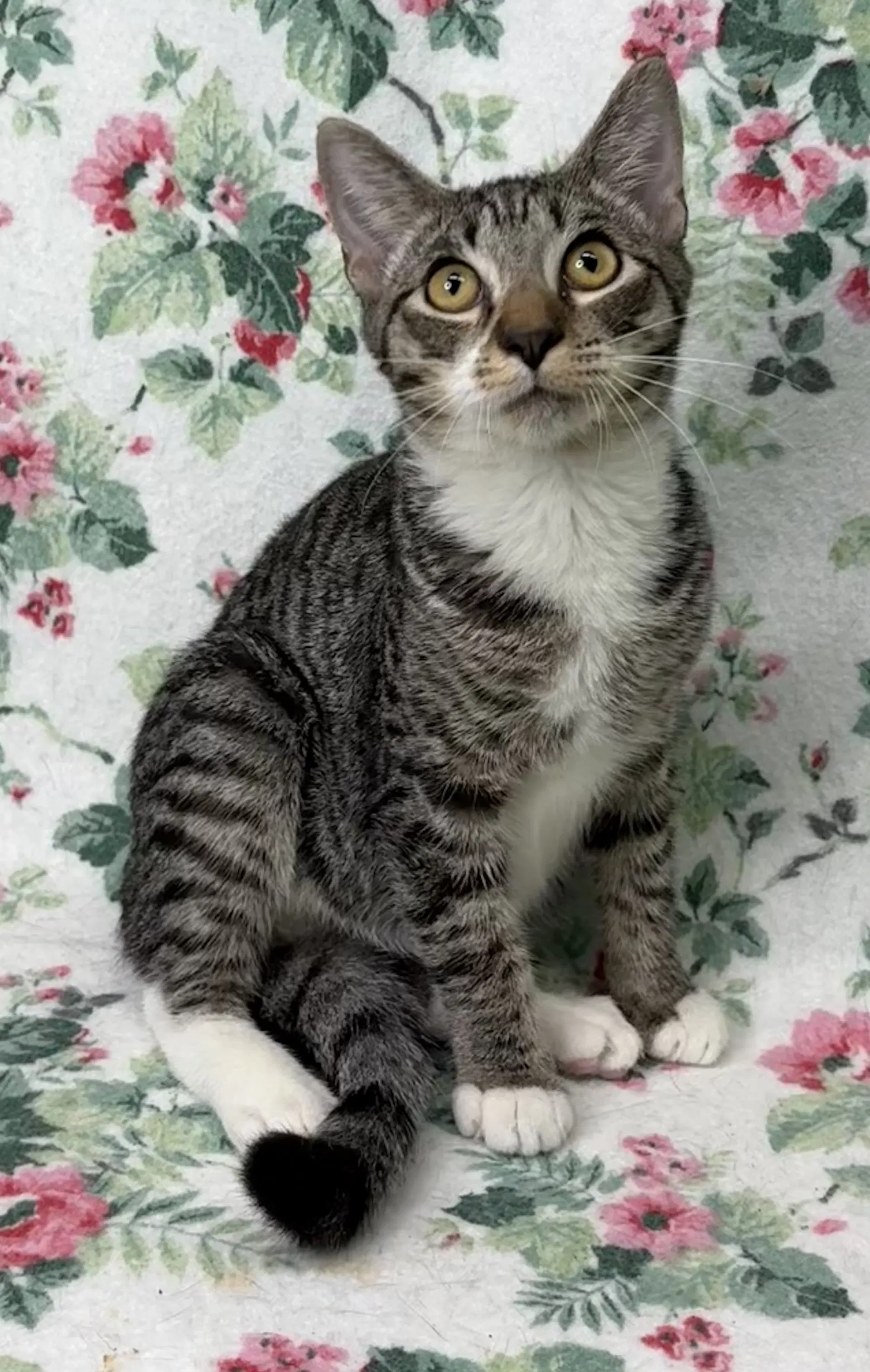 Charles - Domestic Short Hair