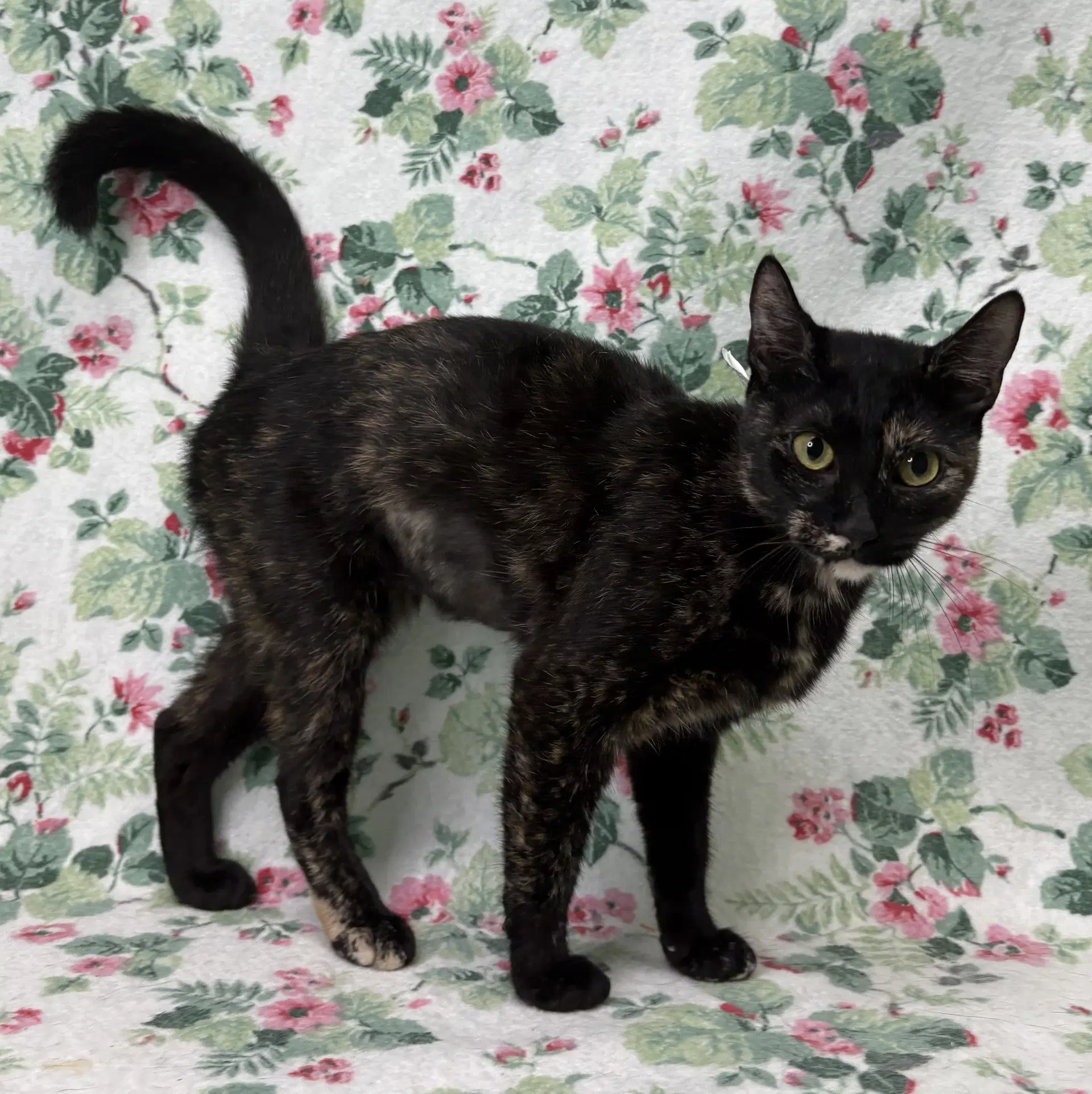 Tatum - Domestic Short Hair