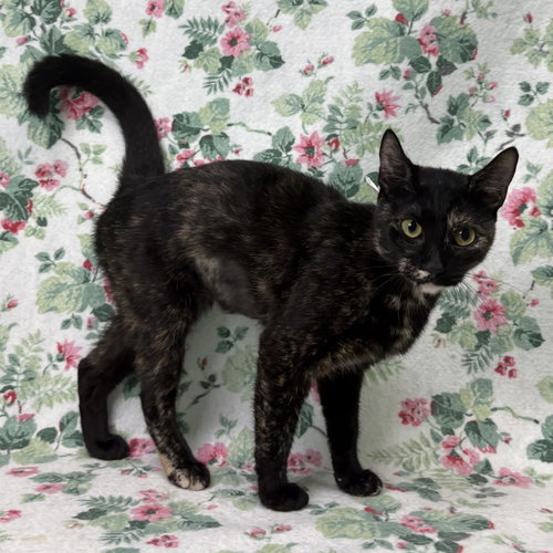 261250 Tatum, a cat for adoption from The Humane Society of Elmore County