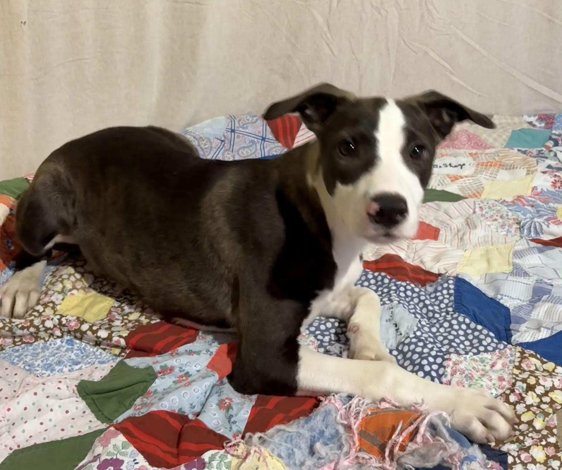 Cindy Lou - American Pit Bull Terrier