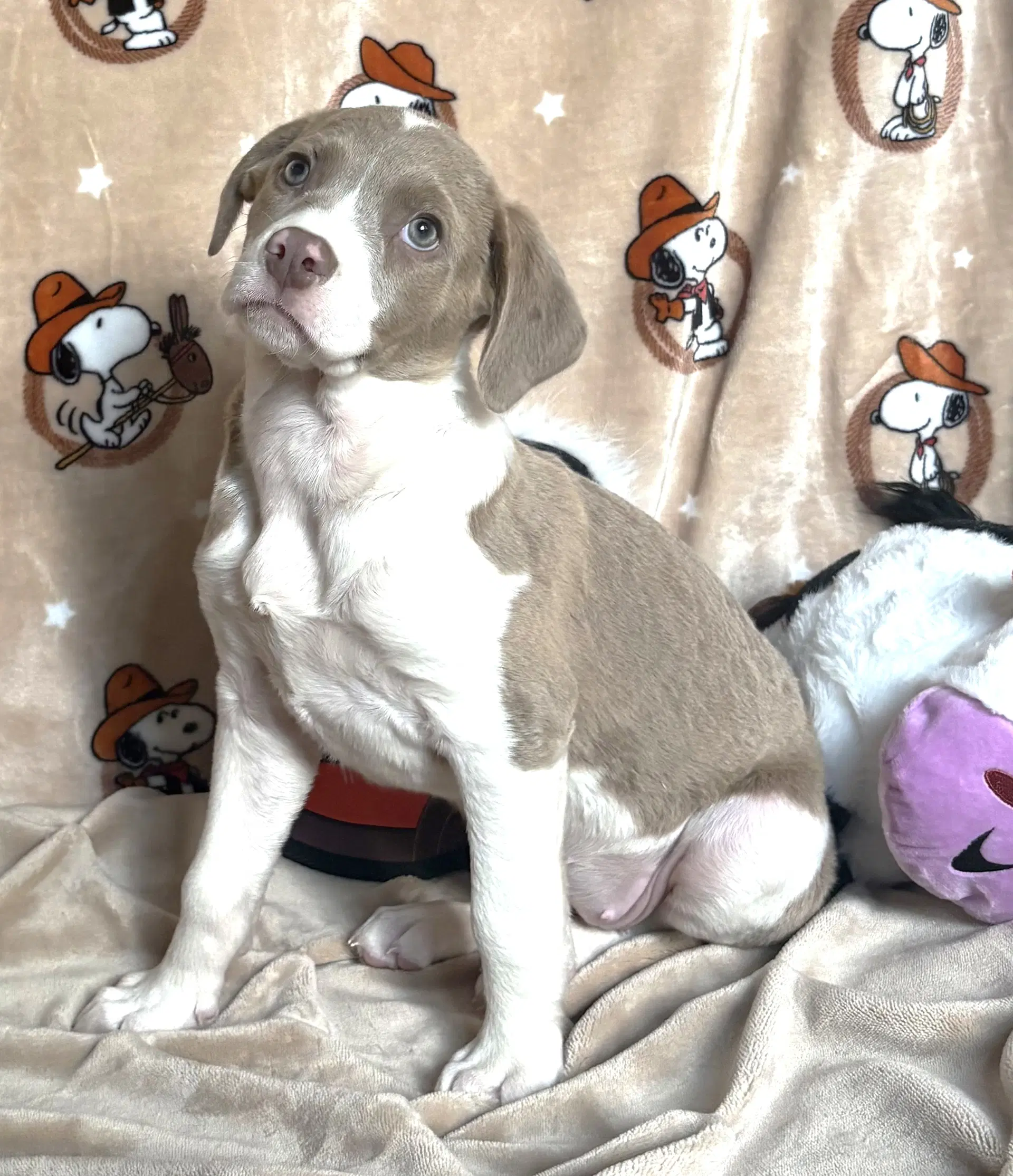 Sundance - American Pit Bull Terrier