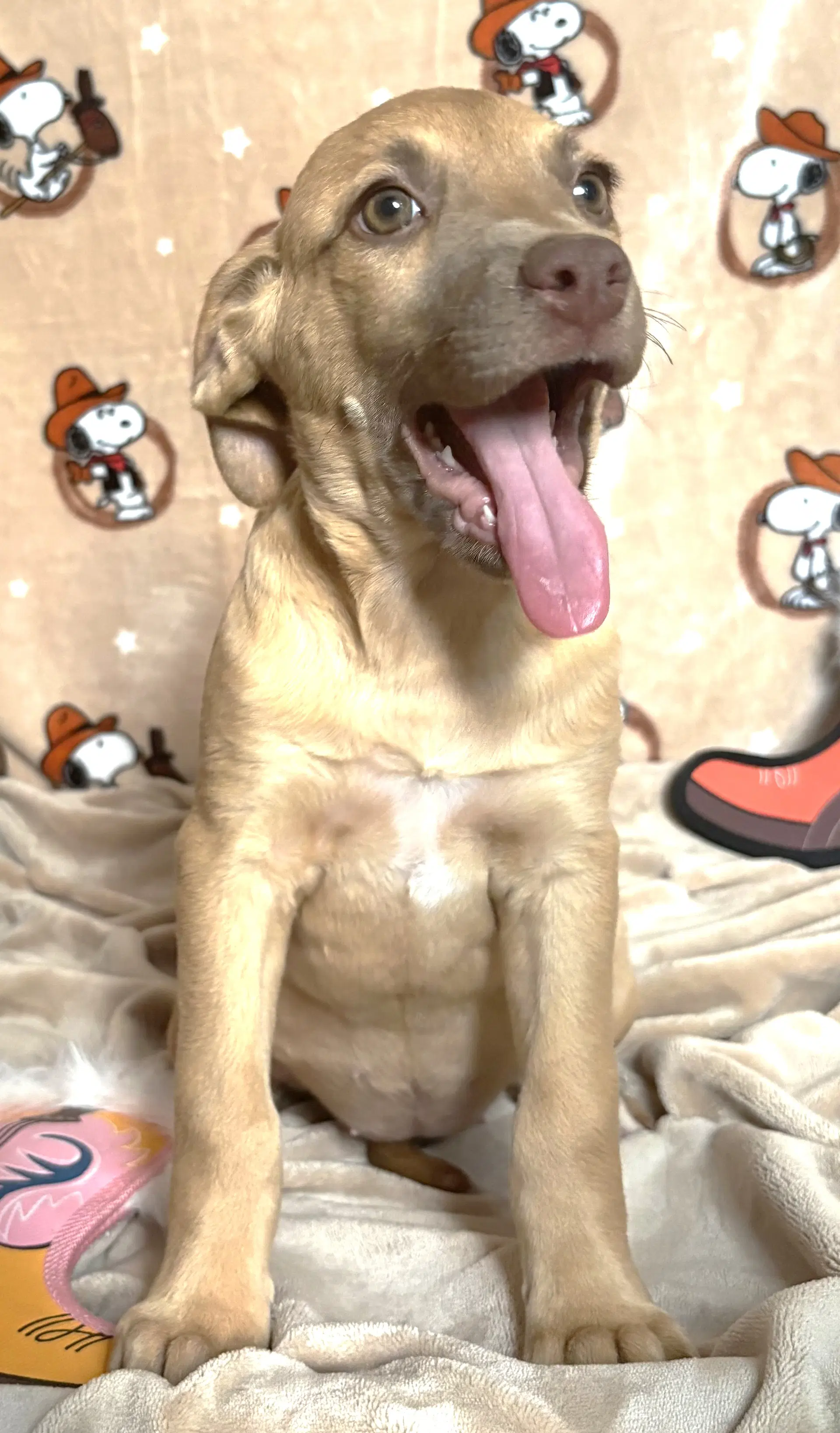Montana - American Pit Bull Terrier