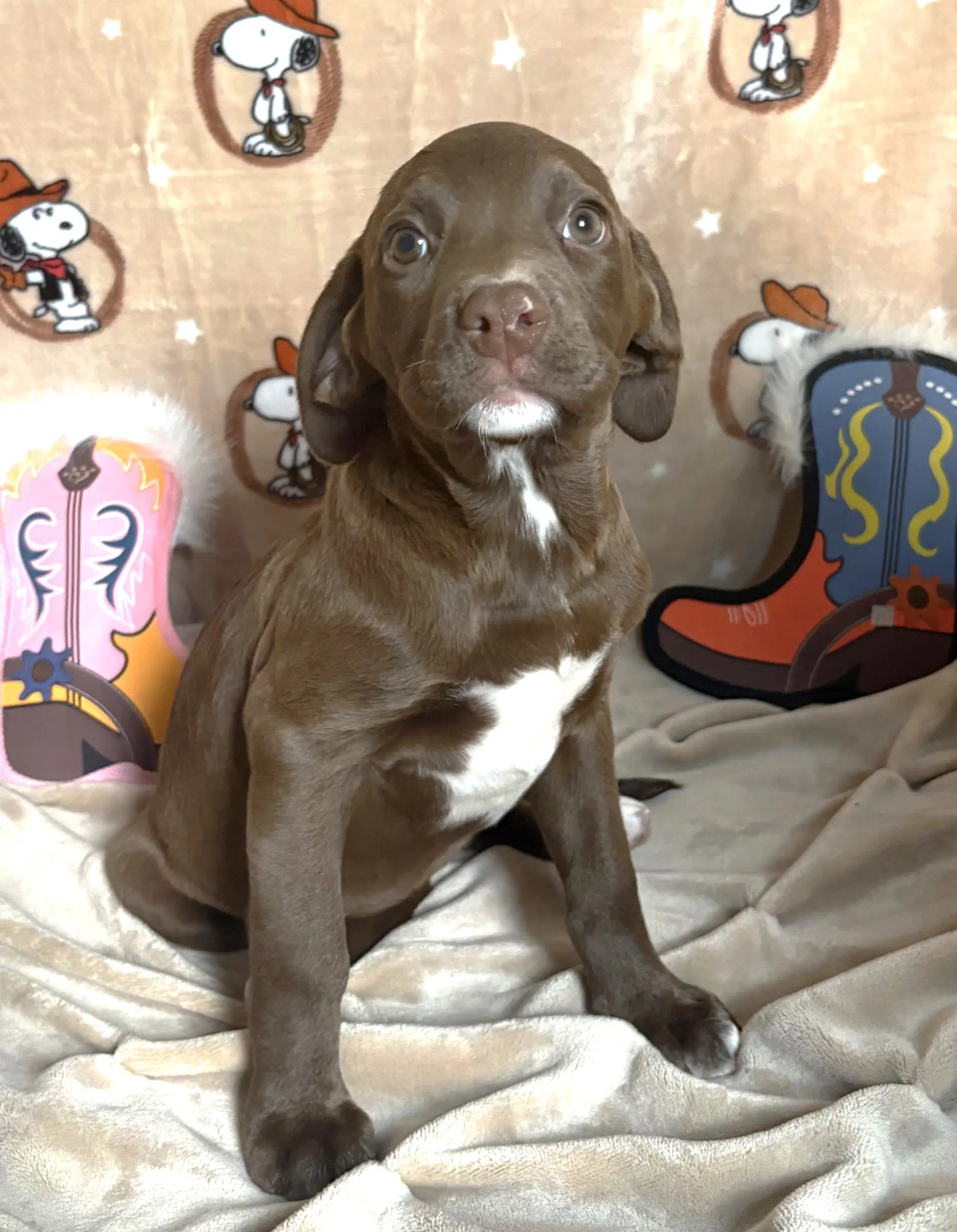 Abilene - American Pit Bull Terrier