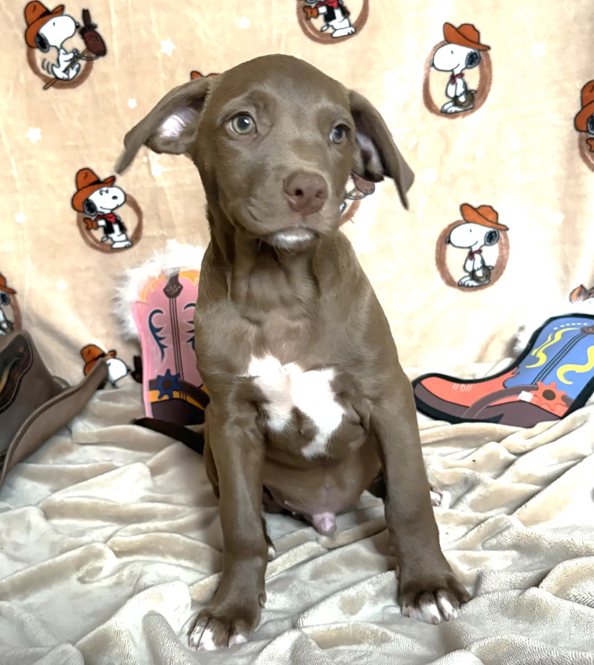Colt - American Pit Bull Terrier