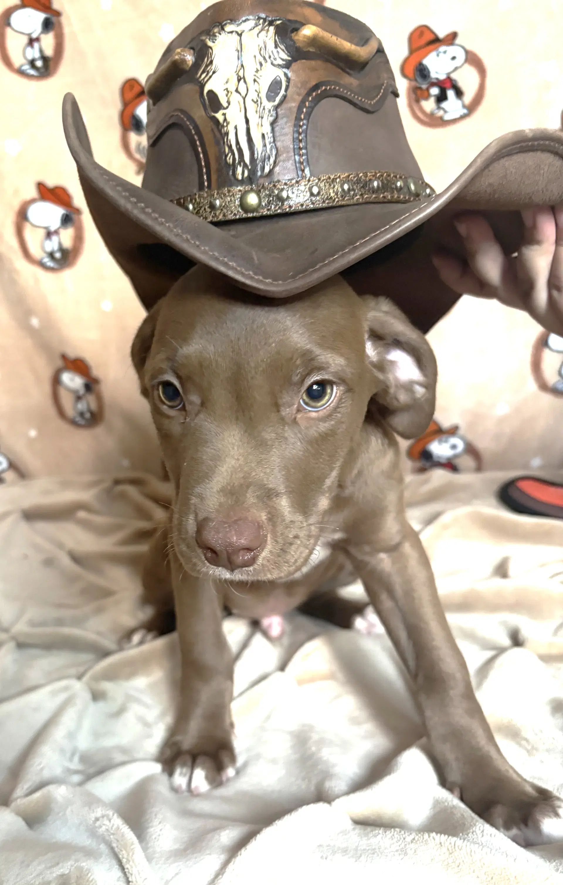 Colt image 2