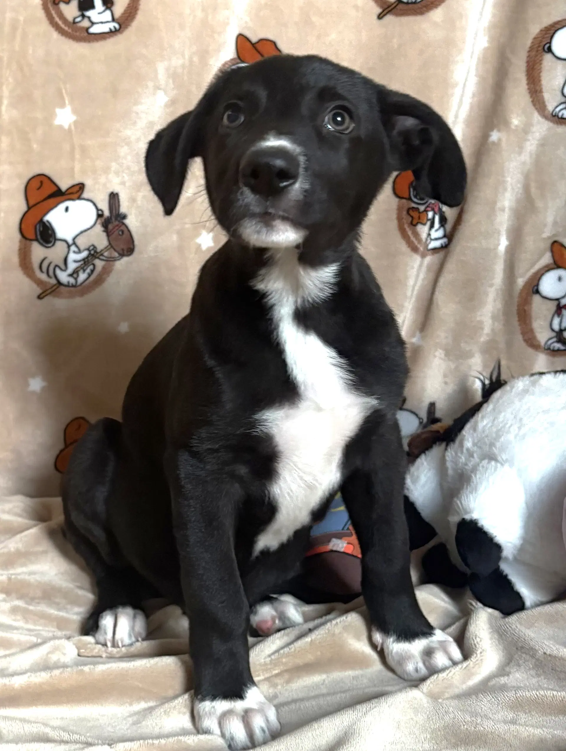 King Julian - American Pit Bull Terrier
