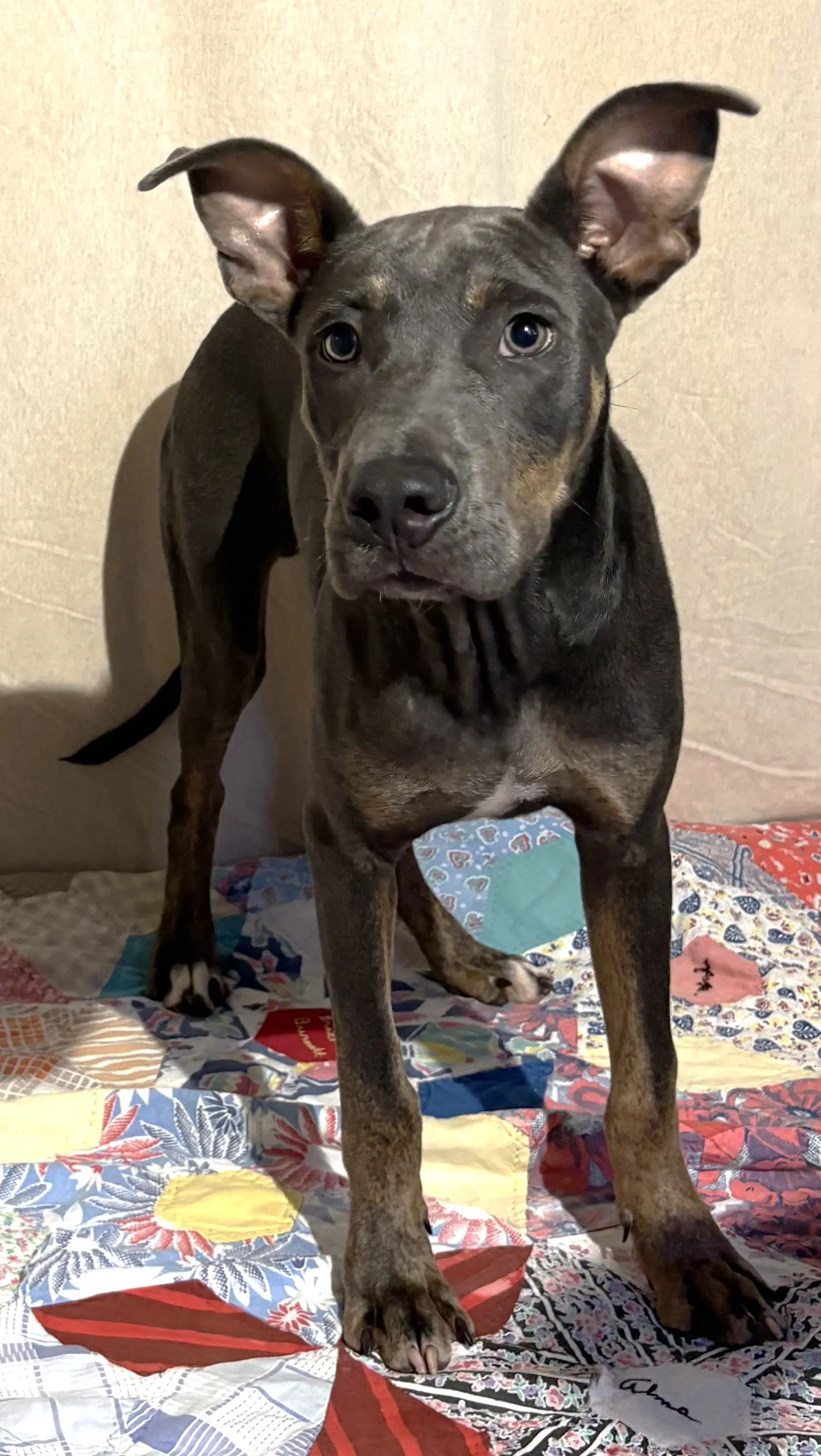 Coleslaw - Doberman