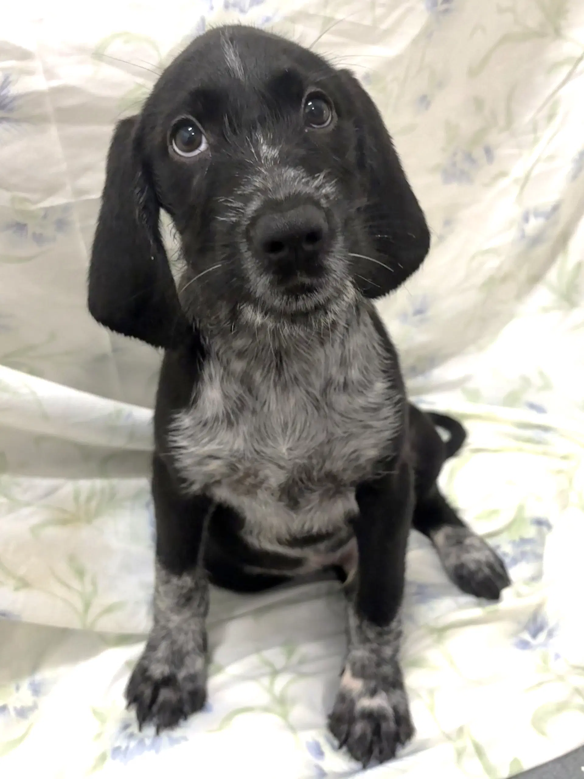 Martin - German Wirehaired Pointer