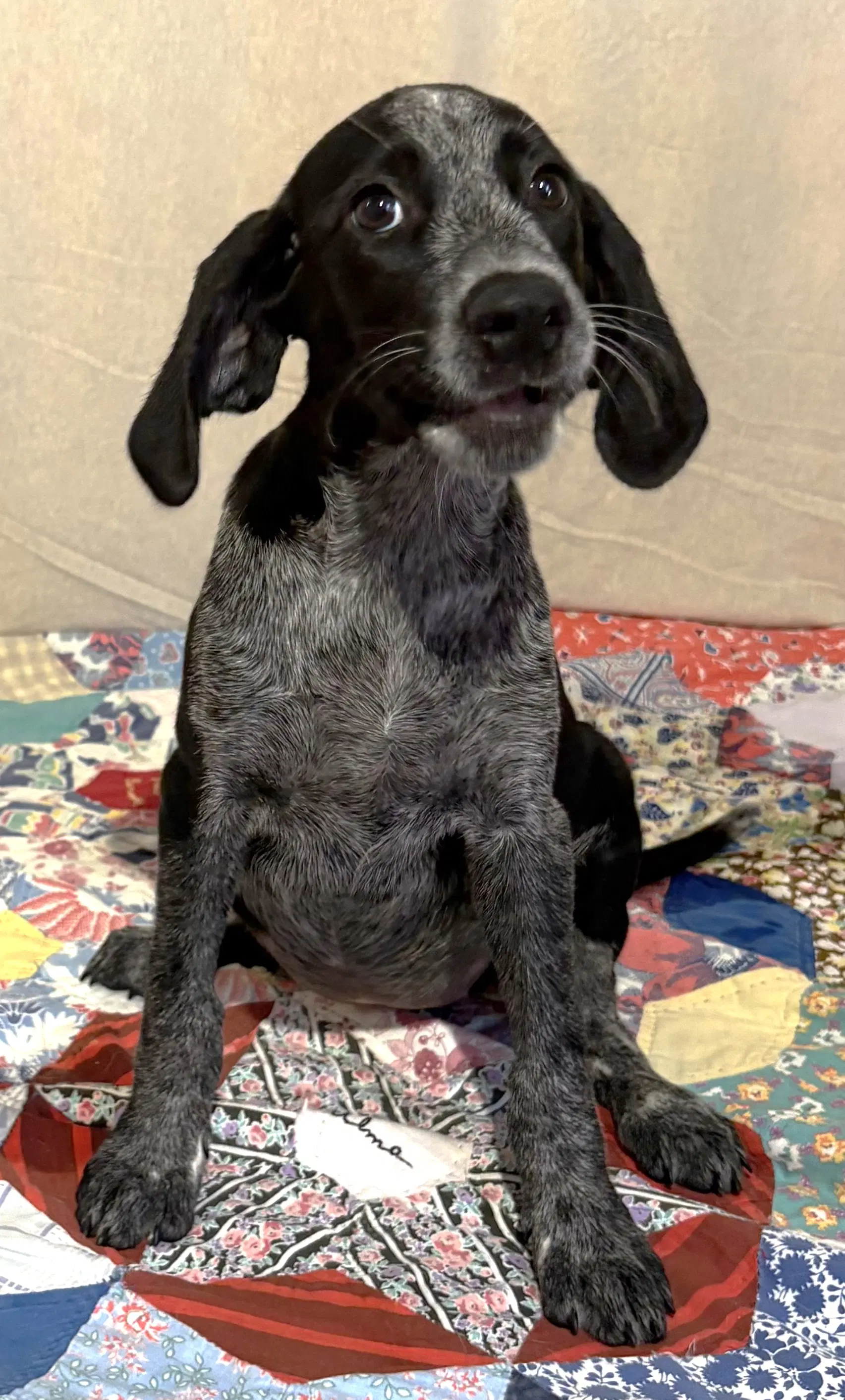 Tallapoosa - German Wirehaired Pointer