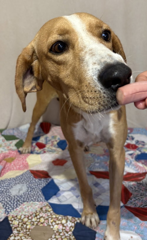 261392 Coosa, a dog for adoption from The Humane Society of Elmore County
