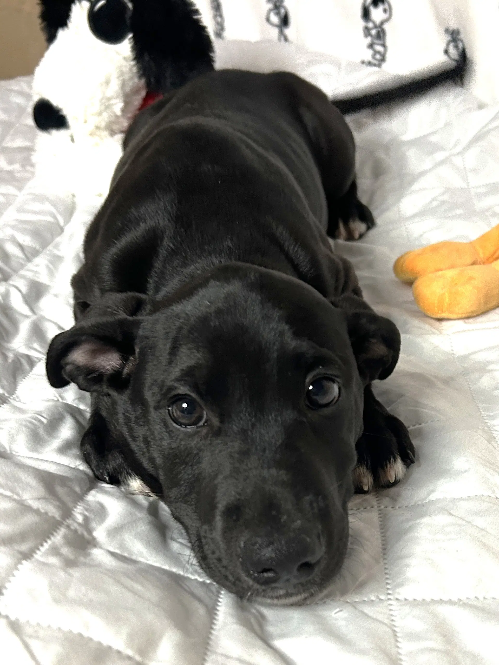 Dixon - Labrador Retriever