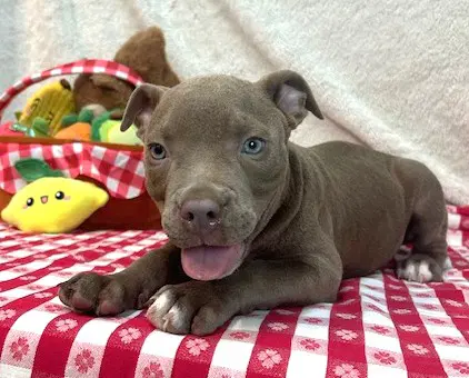Gumbo - American Pit Bull Terrier