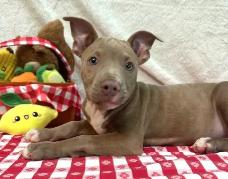 Ruckus - American Pit Bull Terrier