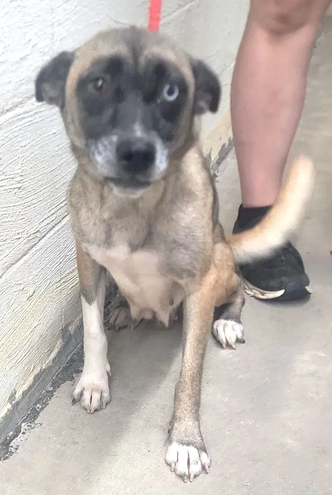 Helena - Belgian Shepherd Malinois