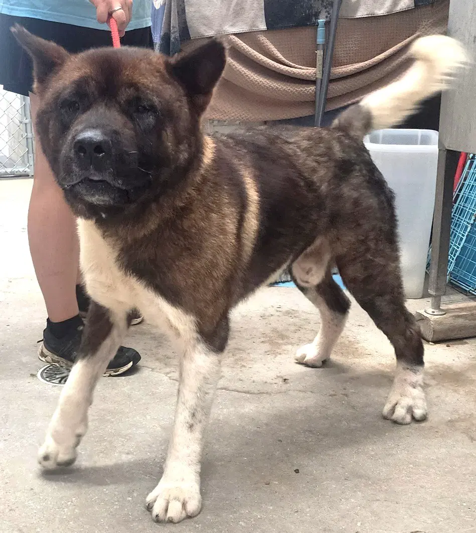Banana - Akita