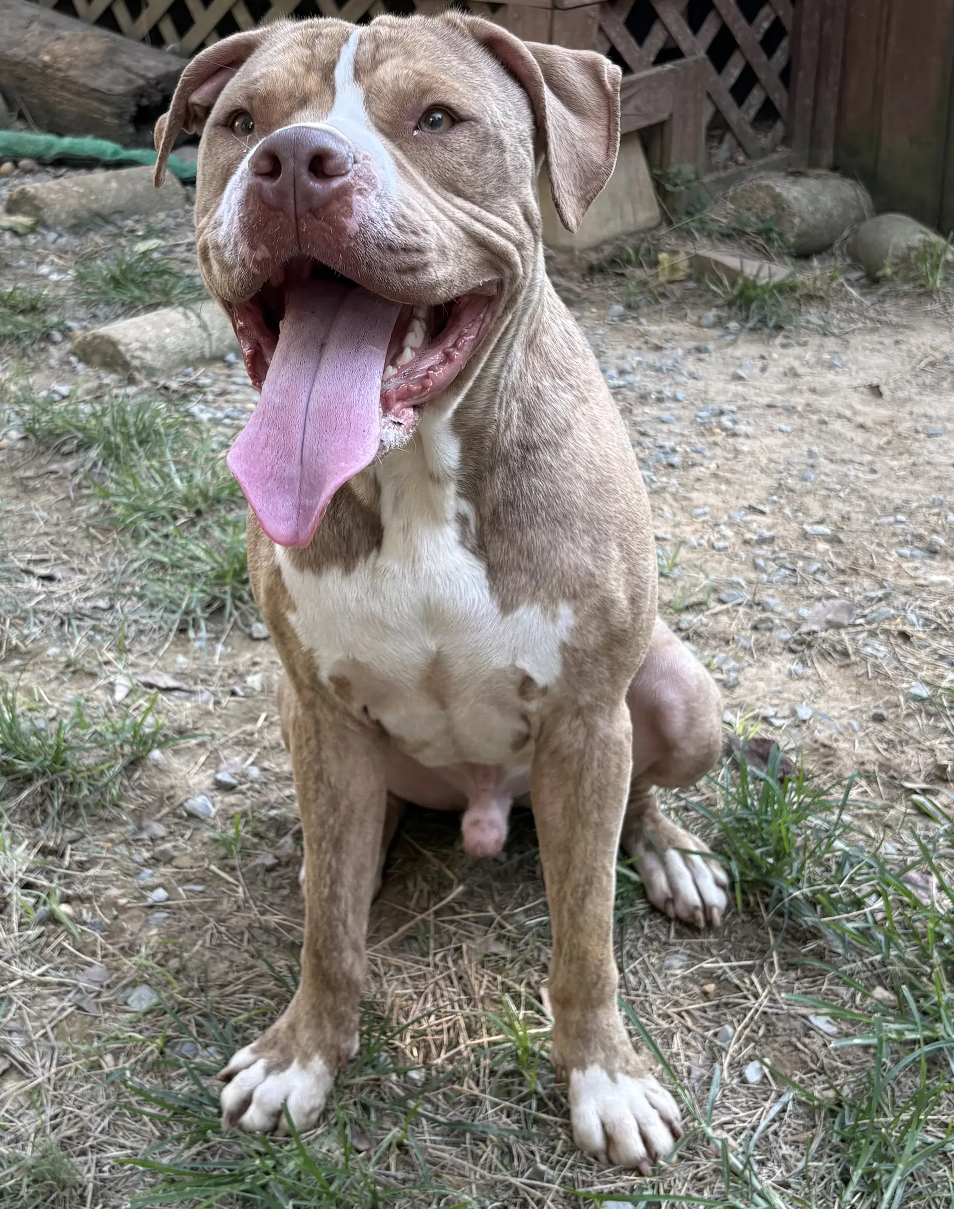 Cozy - American Bulldog