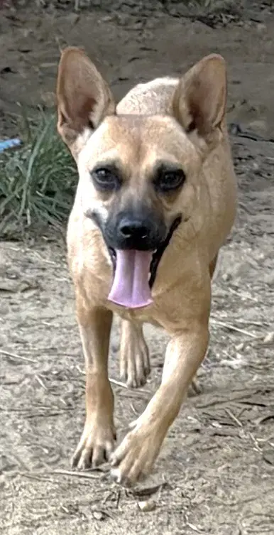 Mama - Terrier