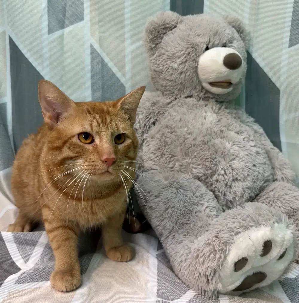 Chili - Domestic Short Hair