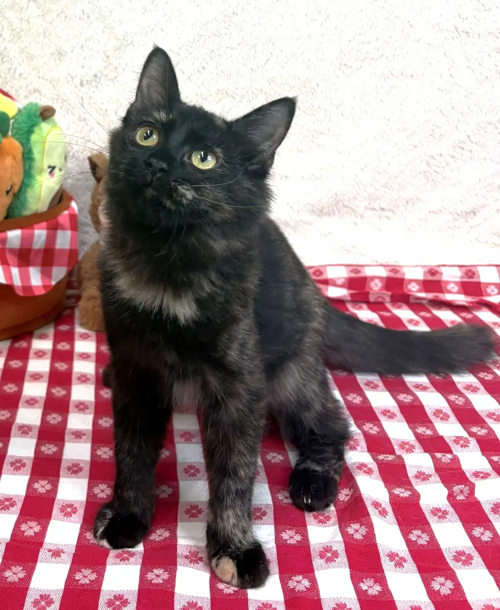 Stardust - Domestic Short Hair