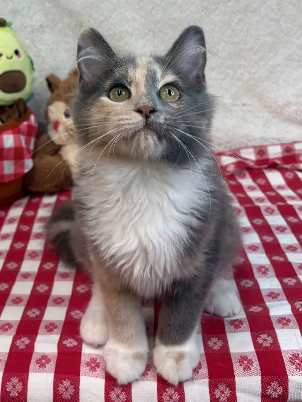 Wanda - Domestic Medium Hair
