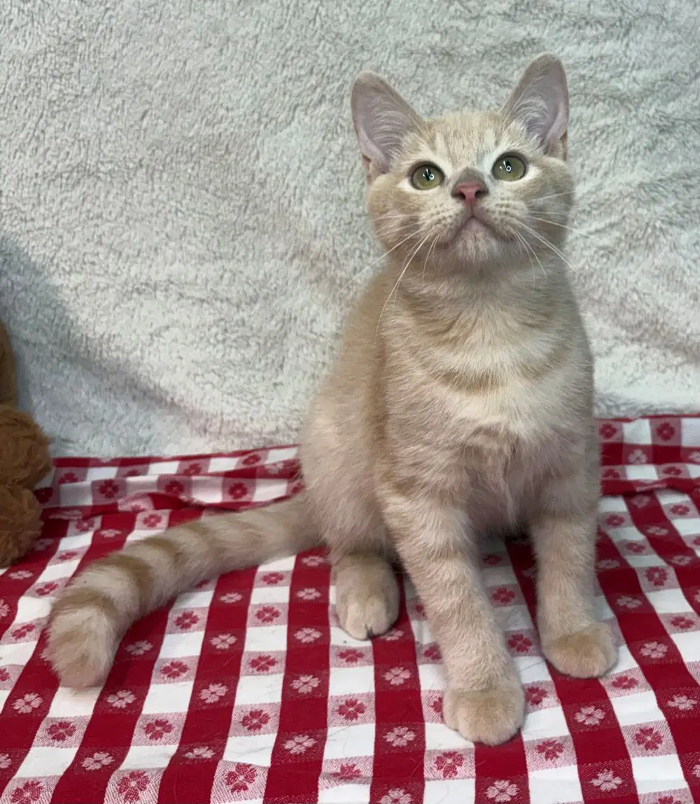 Walter - Domestic Short Hair