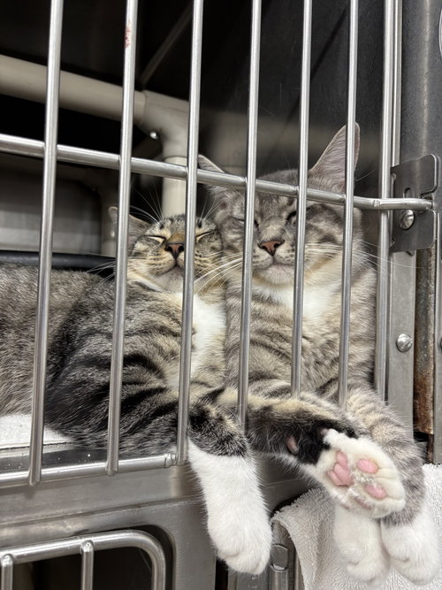 261187 Elton & John, a cat for adoption from The Humane Society of Elmore County