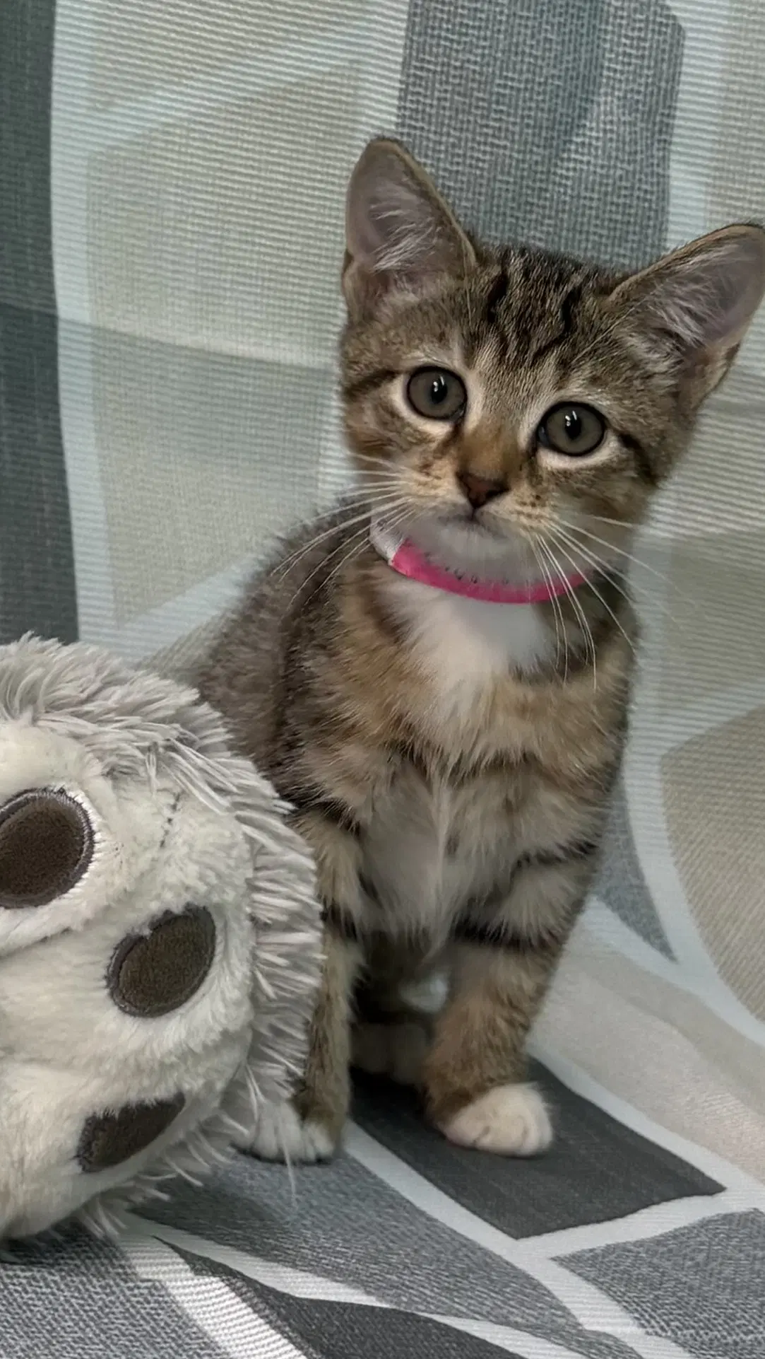 Almond Joy - Domestic Short Hair