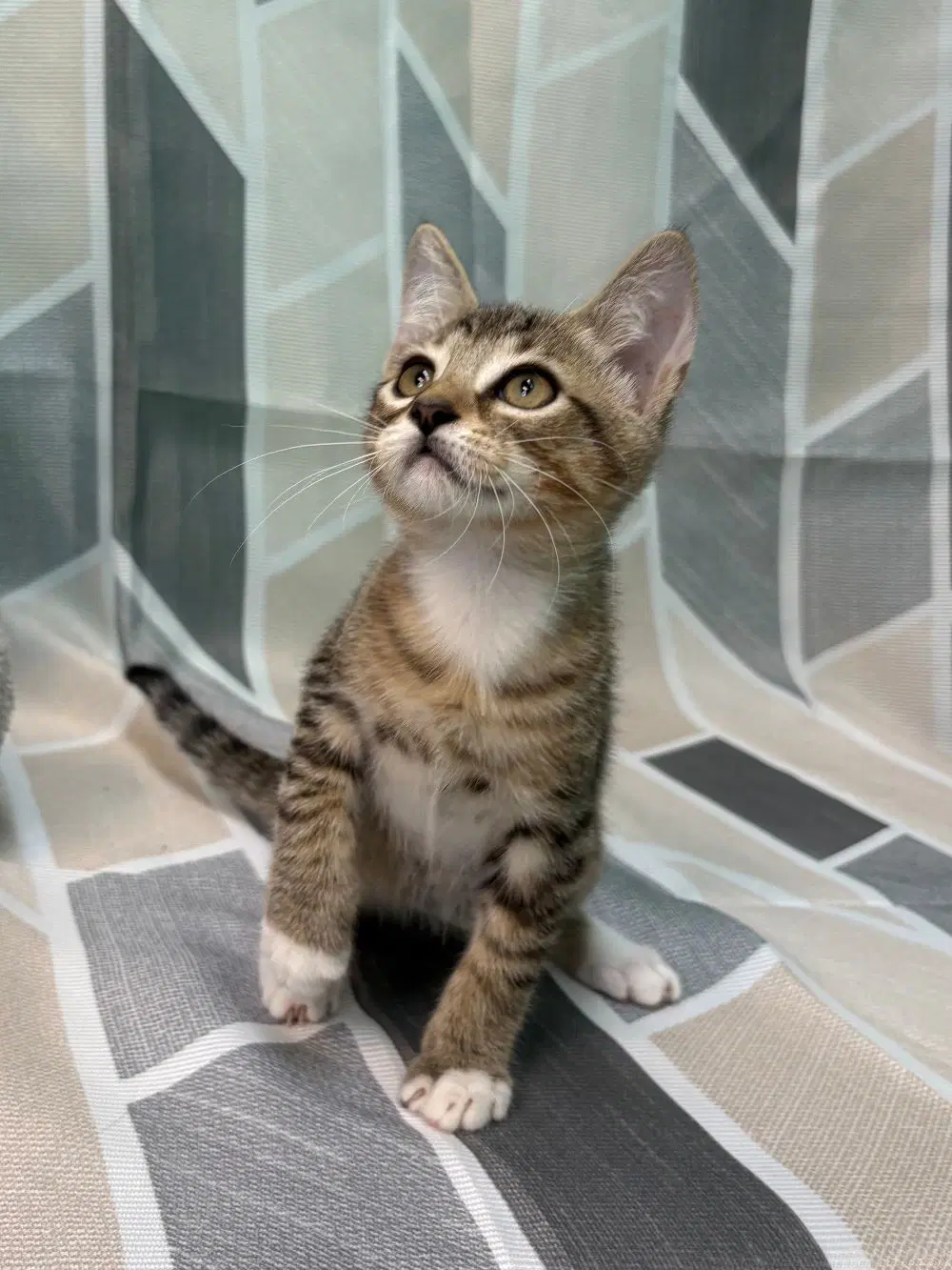 Kinder - Domestic Short Hair