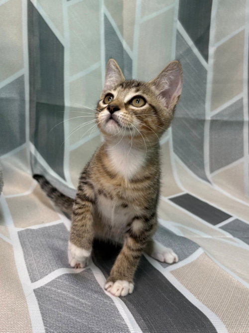 261234 Kinder, a cat for adoption from The Humane Society of Elmore County