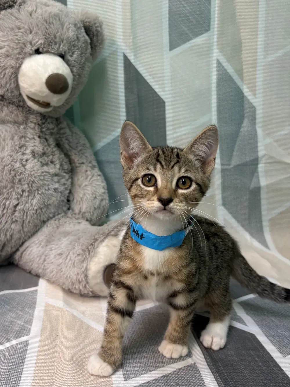 Mars - Domestic Short Hair