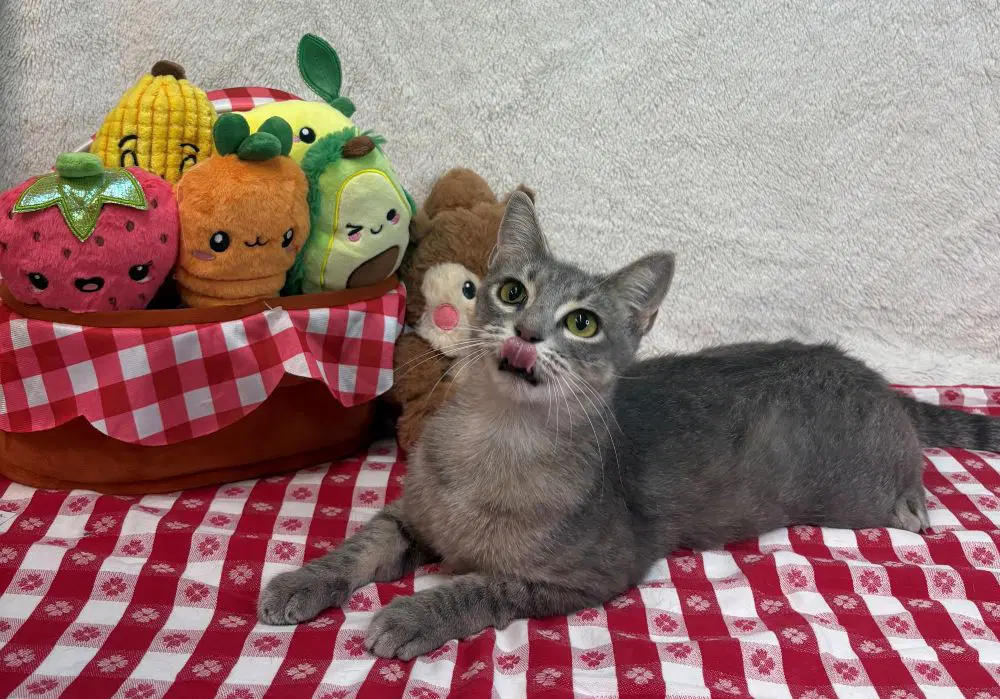 Candace - Domestic Short Hair