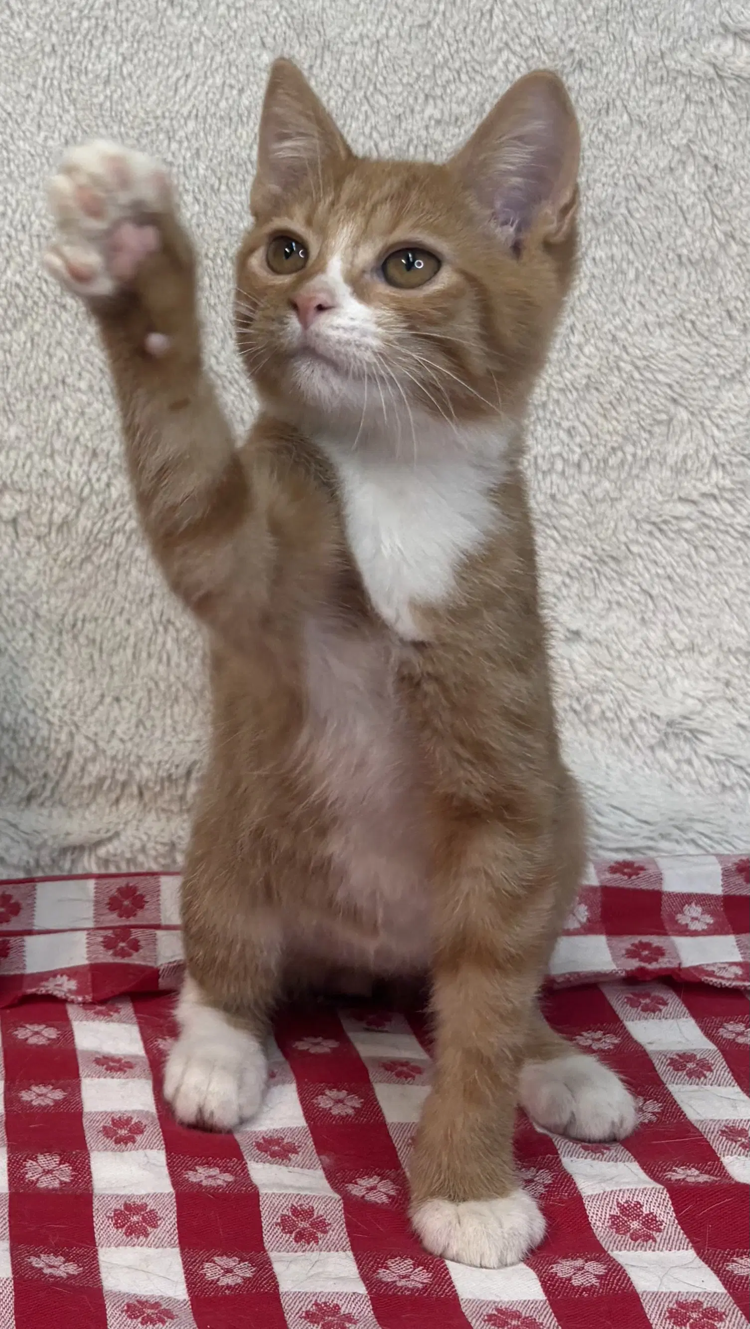 Dandy - Domestic Short Hair