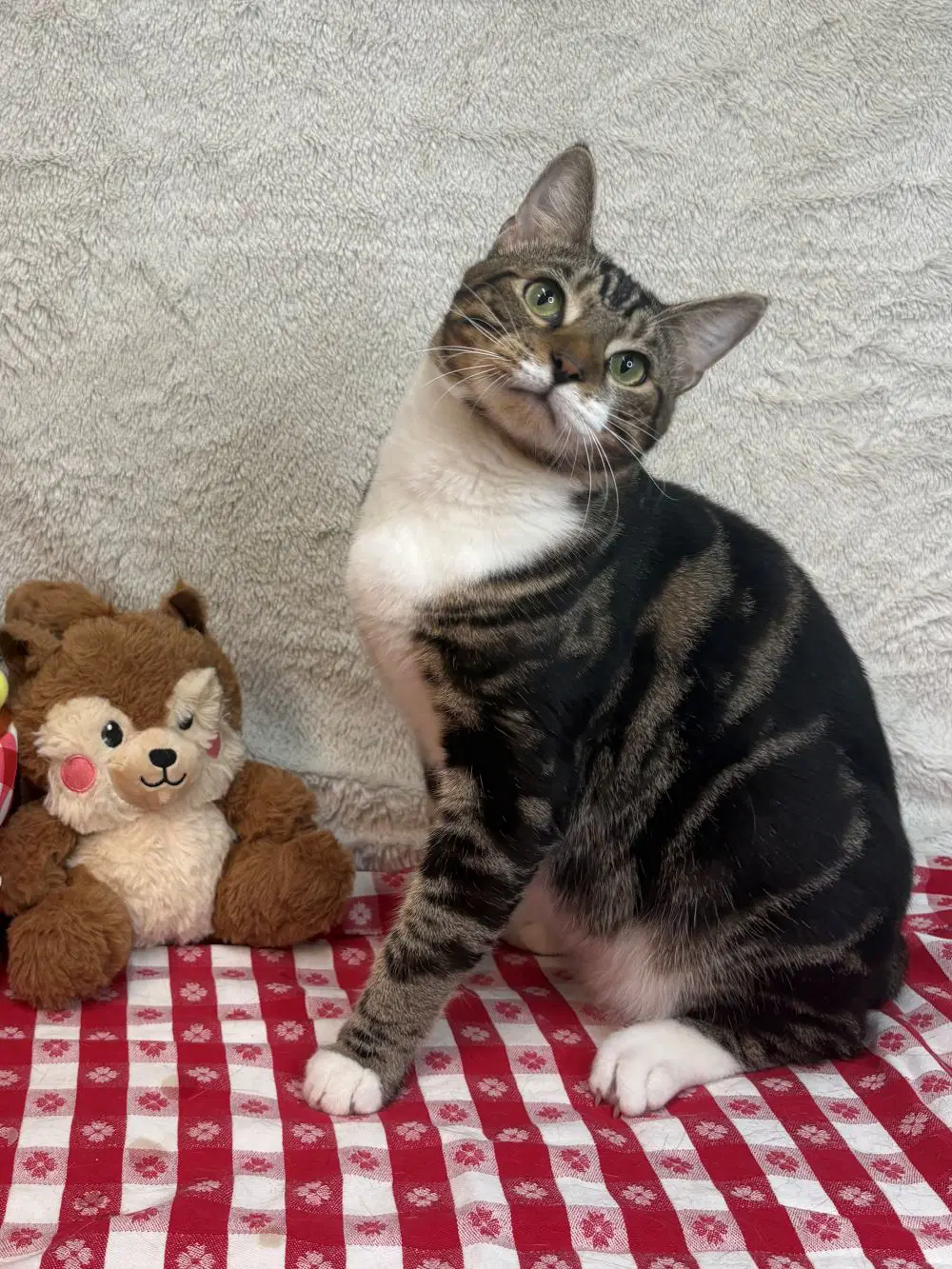 Turner - Domestic Short Hair
