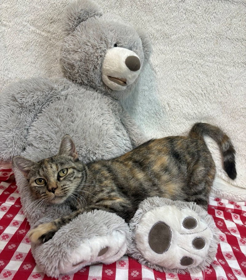 Olivia, photo 3