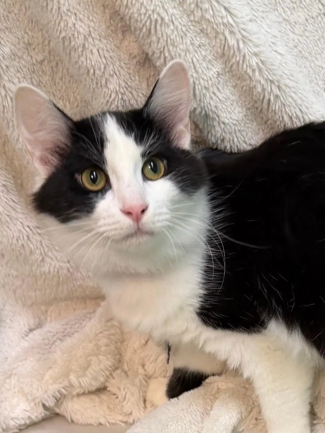 Doodlebop - Domestic Medium Hair