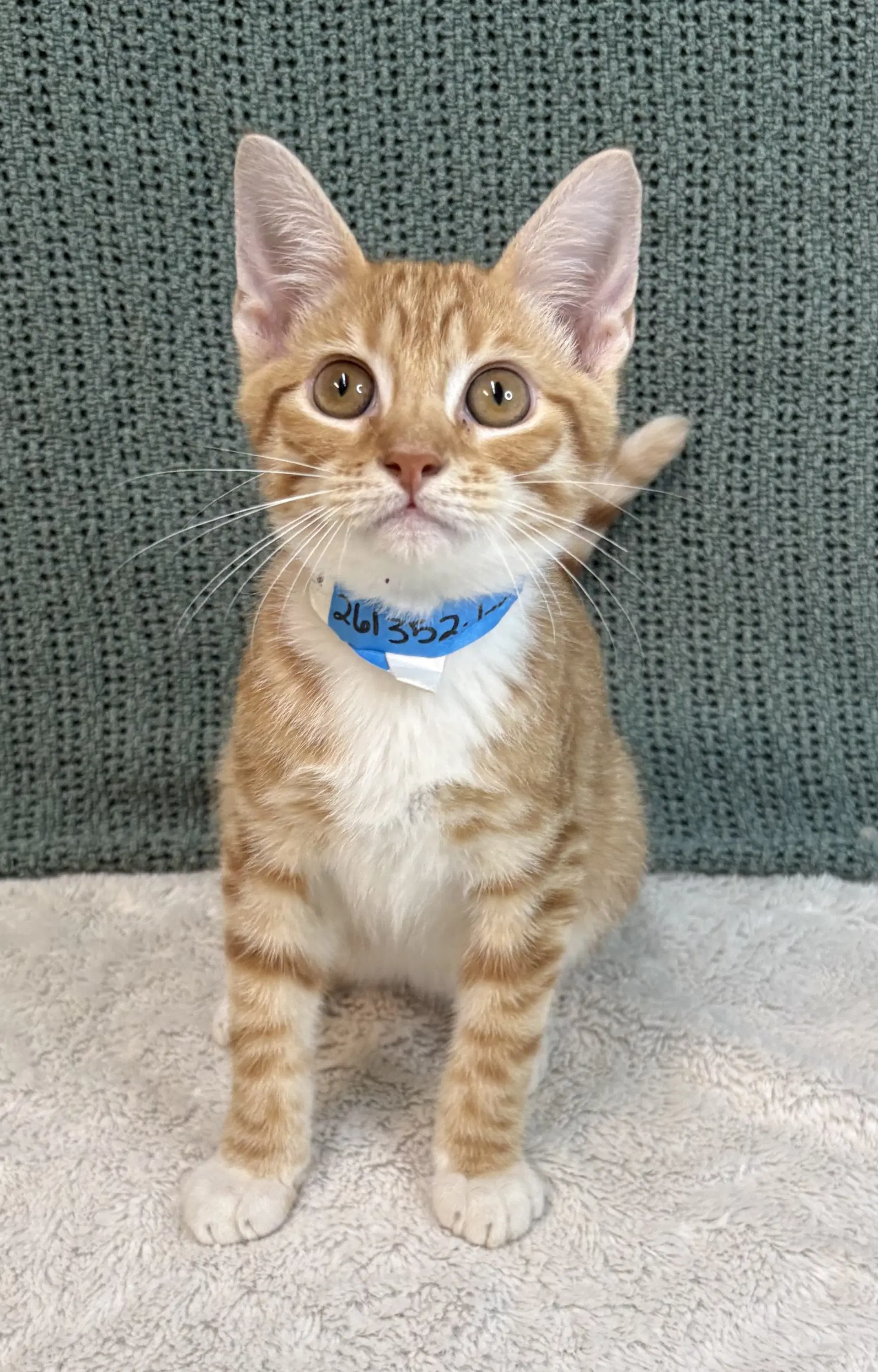 Grasshopper - Domestic Short Hair