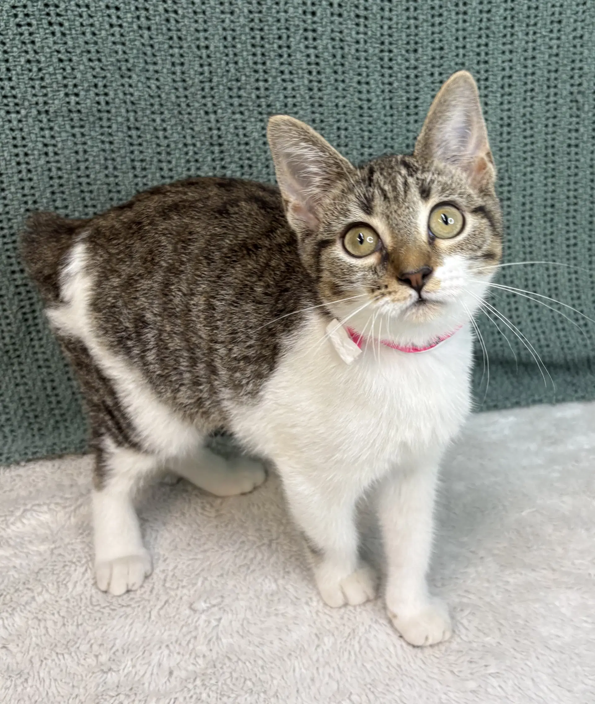 Ladybug - Domestic Short Hair